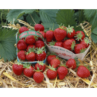 Fragaria ananassa ´Mara de bois´ / Stáleplodící jahodník, bal. 6 ks, 6xK7