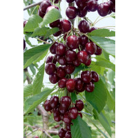 Prunus avium ´Kordia´ / Třešeň, Gisela 6