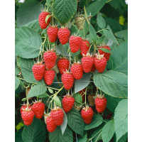 Rubus idaeus ´Tulameen´ / Malina červená, 50-60 cm, C2