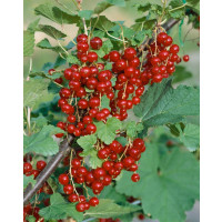 Ribes rubrum ´Trent´ / Rybíz červený, keř, VK, 2-3 výh.