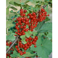 Ribes rubrum ´Trent´ / Rybíz červený, keř, C1,5