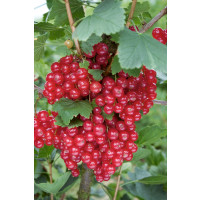 Ribes rubrum ´Red Lake´ / Rybíz červený, stromek, ryb.zl.