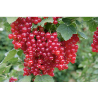Ribes rubrum ´Red Lake´ / Rybíz červený, stromek, ryb.zl.