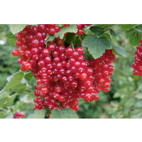 Ribes rubrum ´Red Lake´ / Rybíz červený, keř, 2-3 výh.