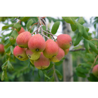 Sorbus domestica / Oskeruše, 120-150 cm, C7