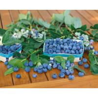 Vaccinium corymb. ´Patriot´ / Kanadská borůvka, 30-40 cm, K17