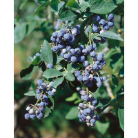 Vaccinium corymbosum ´Eliot´ / Kanadská borůvka, 80/100, K17