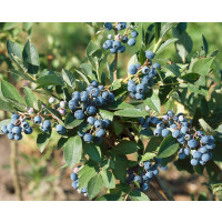 Vaccinium corymb. ´Duke´ / Kanadská borůvka, 40-60 cm, K17