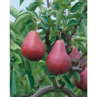 Pyrus communis ´Williamsova červená´ / Hrušeň letní, hr. planá