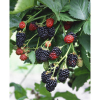 Rubus fruticosus ´Black Satin´ / Ostružina beztrná, K12