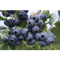 Vaccinium corymb. ´Bluegold´ / Kanadská borůvka, 30-40 cm, K17