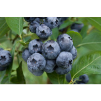 Vaccinium corymb. ´Bluecrop´ / Kanadská borůvka, 40-60 cm, K17
