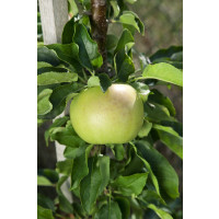 Malus Ballerina ´GOLDCATS´ / Sloupovitá jabloň, VK, MM111