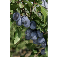 Prunus domestica ´Čačanská Lepotica´ / Slivoň letní, myr.