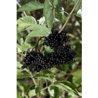 Sambucus nigra ´Haschberg´ / Bez černý, 30-40 cm, K12