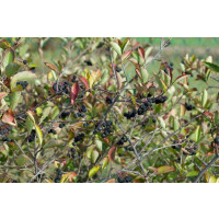 Aronia melanocarpa ´Nero´ / Temnoplodec černoplodý, 30-50 cm, K11