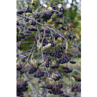 Aronia melanocarpa ´Viking´ / Temnoplodec černoplodý, 80/100 cm, K11