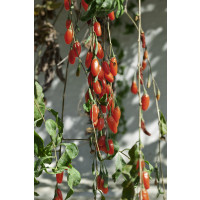 Lycium / Bobule Goji / Kustovnice čínská, K9