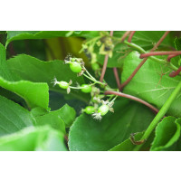 Actinidia arguta  / Opylovač, 40-60 cm, K9