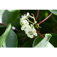 Actinidia arguta ´Male´ / Drobnoplodé kiwi, K9, samčí r.