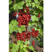 Ribes rubrum ´Detvan´ / Rybíz červený, keř