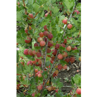 Ribes grossularia ´Hinnonmaki Rot´ / Angrešt červený rezistentní, keř, K9