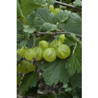 Ribes grossularia ´Invicta´ / Angrešt bílý rezistentní, stromek, 4-5 výh., K12