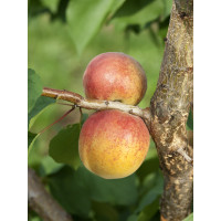 Prunus armeniaca ´Bergeron´ / Meruňka pozdní, myr.