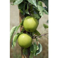 Malus domestica ´Průsvitné Letní´ / Jabloň letná, M26