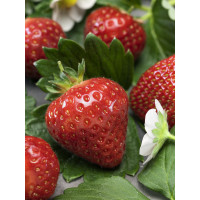 Fragaria ananassa ´Aromas´ / Stáleplodící jahodník, bal. 6 ks, 6xK7
