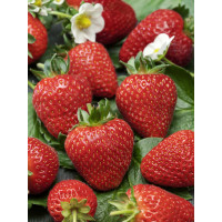 Fragaria ananassa ´Florence´ / Jahodník pozdní, bal. 6 ks, 6xK7