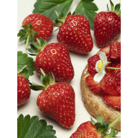 Fragaria ananassa ´Symphony´ / Jahodník pozdní, bal. 6 ks, 6xK7