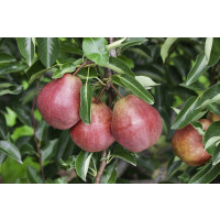 Pyrus communis ´Williamsova červená´ / Hrušeň letní, hr. planá