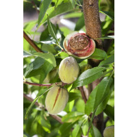 Prunus dulcis ´SUPERNOVA´ / Mandloň obecná, GF677