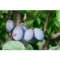 Prunus domestica  ´Jojo´ / Slivoň podzimní rezistentní, myr.