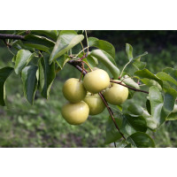 Pyrus communis ´Nashi Nijiseiki´ / Hrušeň asijská, hr. planá