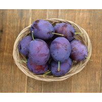 Prunus domestica ´Stanley´ / Slivoň podzimní velkoplodá, St. Julien