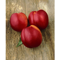 Prunus persica ´Fantasia´ / Nektarinka, montclar