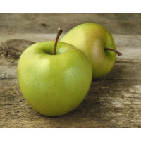 Malus domestica ´Golden Delicious´ / Jabloň zimní, M26
