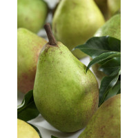 Pyrus communis ´Clappova´ / Hrušeň letní, Kirchensaller, VK