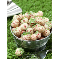 Fragaria ´White Pine´ / Ananásojahodník, bal. 2 ks, I.