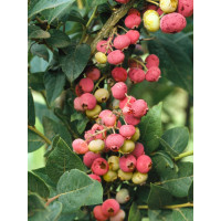 Vaccinium corymb. ´Pink Lemonade´ / Kanad. čučoriedka, C1,5