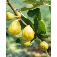 Ficus carica ´Dalmatia´ / Fíkovník , 30-40 cm, K12