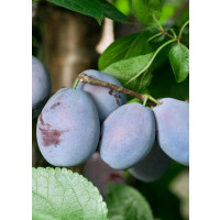 Prunus domestica  ´Jojo´ / Slivoň podzimní rezistentní, myr.