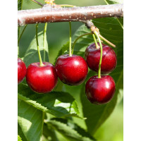 Prunus avium ´Summit´ / Třešeň, Gisela 6