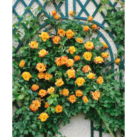 Rosa ´Clg. Sutter´s Gold´ / Růže popínavá, keř