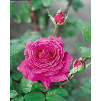 Rosa ´Eminence´ / Růže čajohybrid fialová, keř, BK