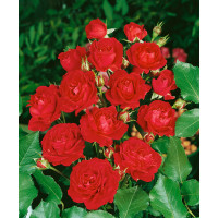 Rosa ´Nina Weibull´ / Růže mnohokvětá, keř, C3