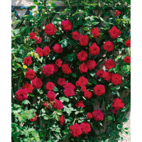 Rosa ´Clg. Crimson Glory´ / Růže popínavá červená, keř, BK