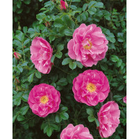 Rosa pomifera syn. villosa ´Karpatia´ / Růže dužnoplodá, 40/60, K13